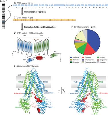 Frontiers | CFTR Modulators: The Changing Face Of Cystic Fibrosis In ...